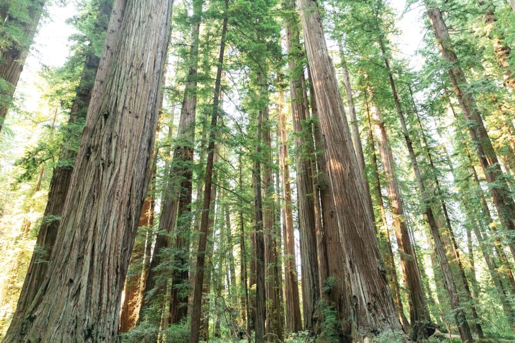 Stout Memorial Grove in the Redwoods 