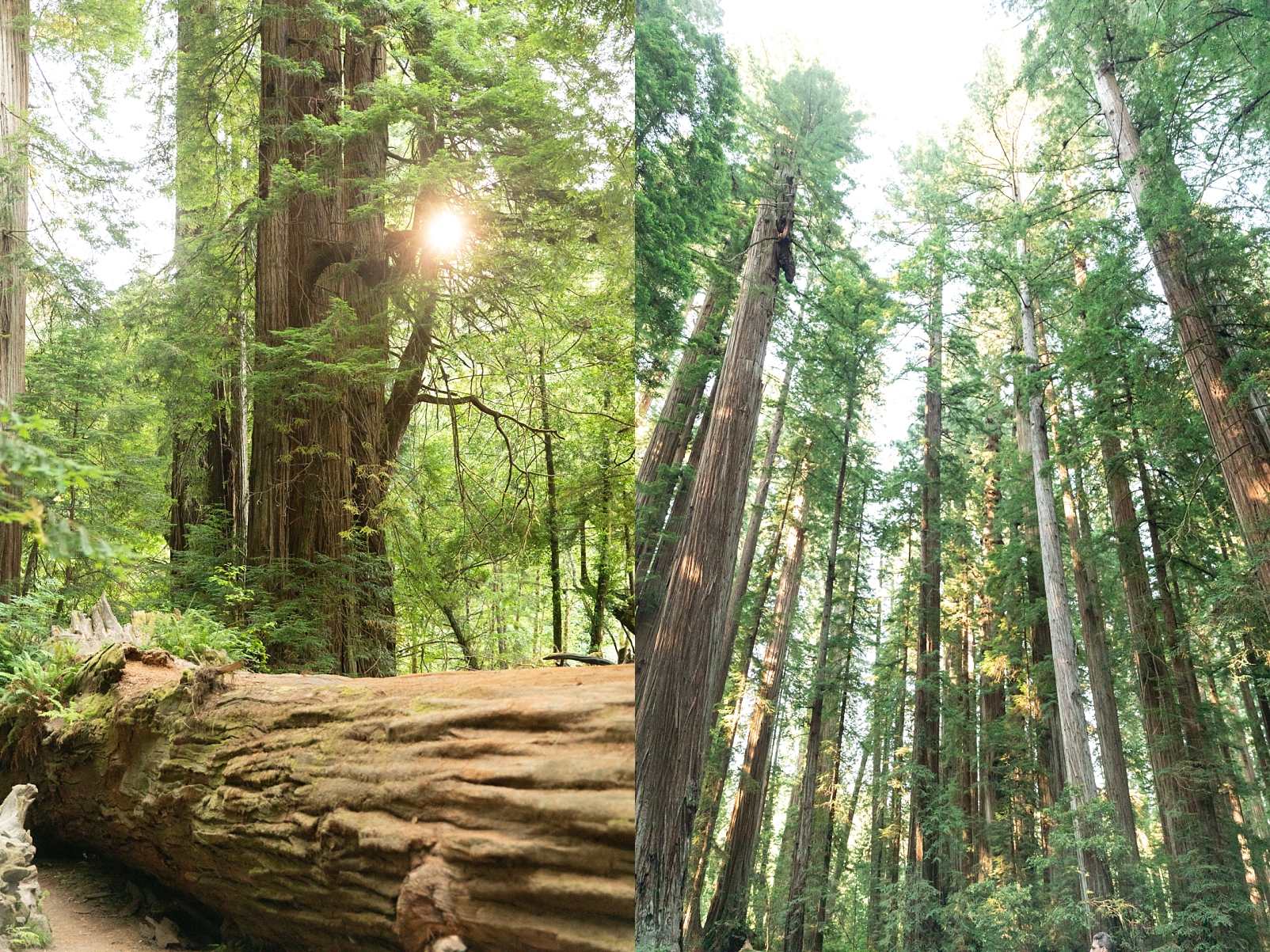 How to organize your travel photos of the Redwoods 