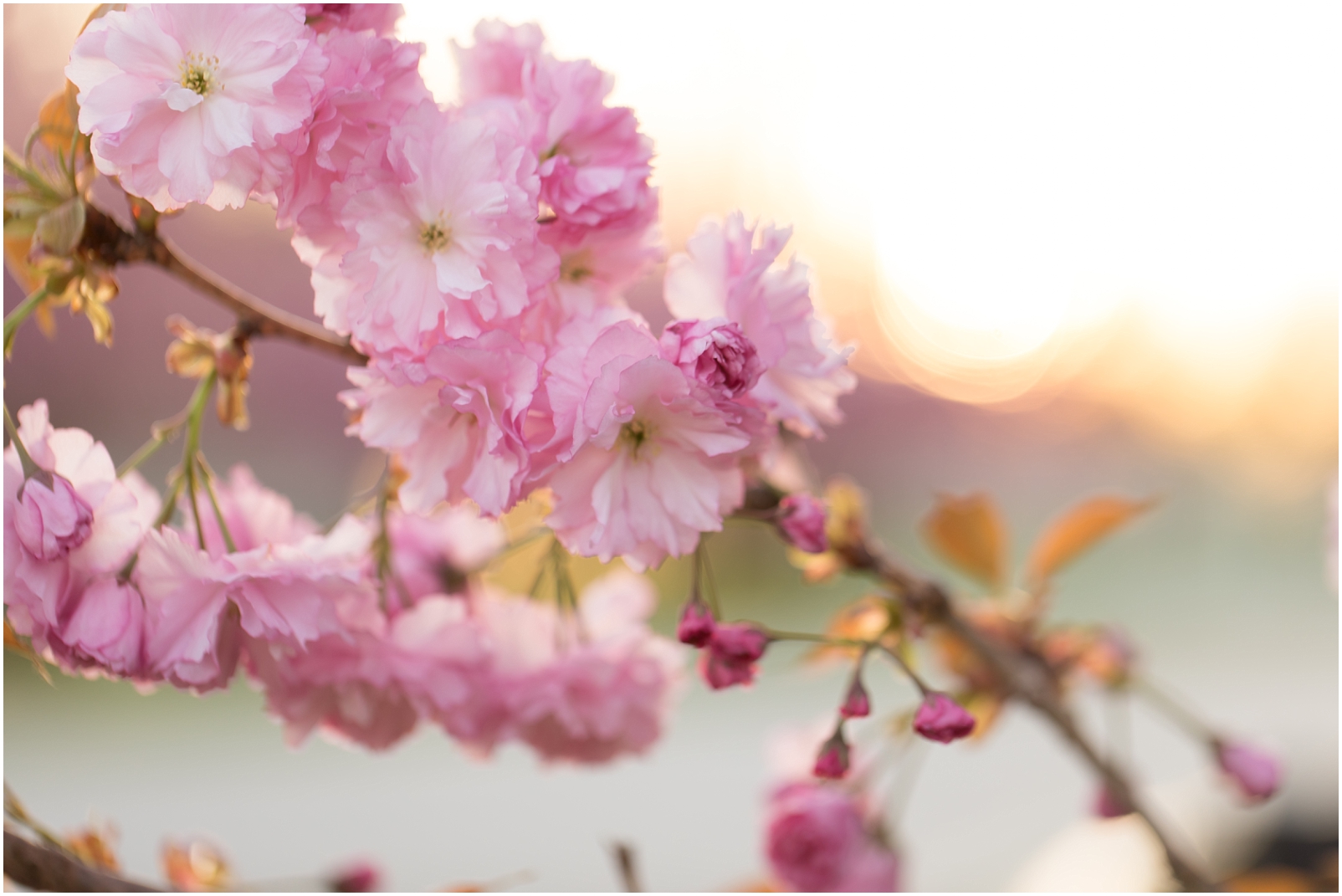 Pink cherry blossom flowers blooming with sunset in background - Rebecca Leigh Photography