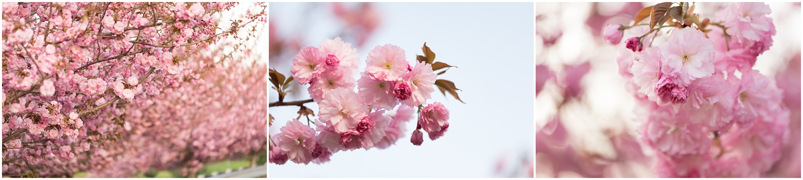 Pink Cherry Blossom photos in Columbia, Maryland - Rebecca Leigh Photography