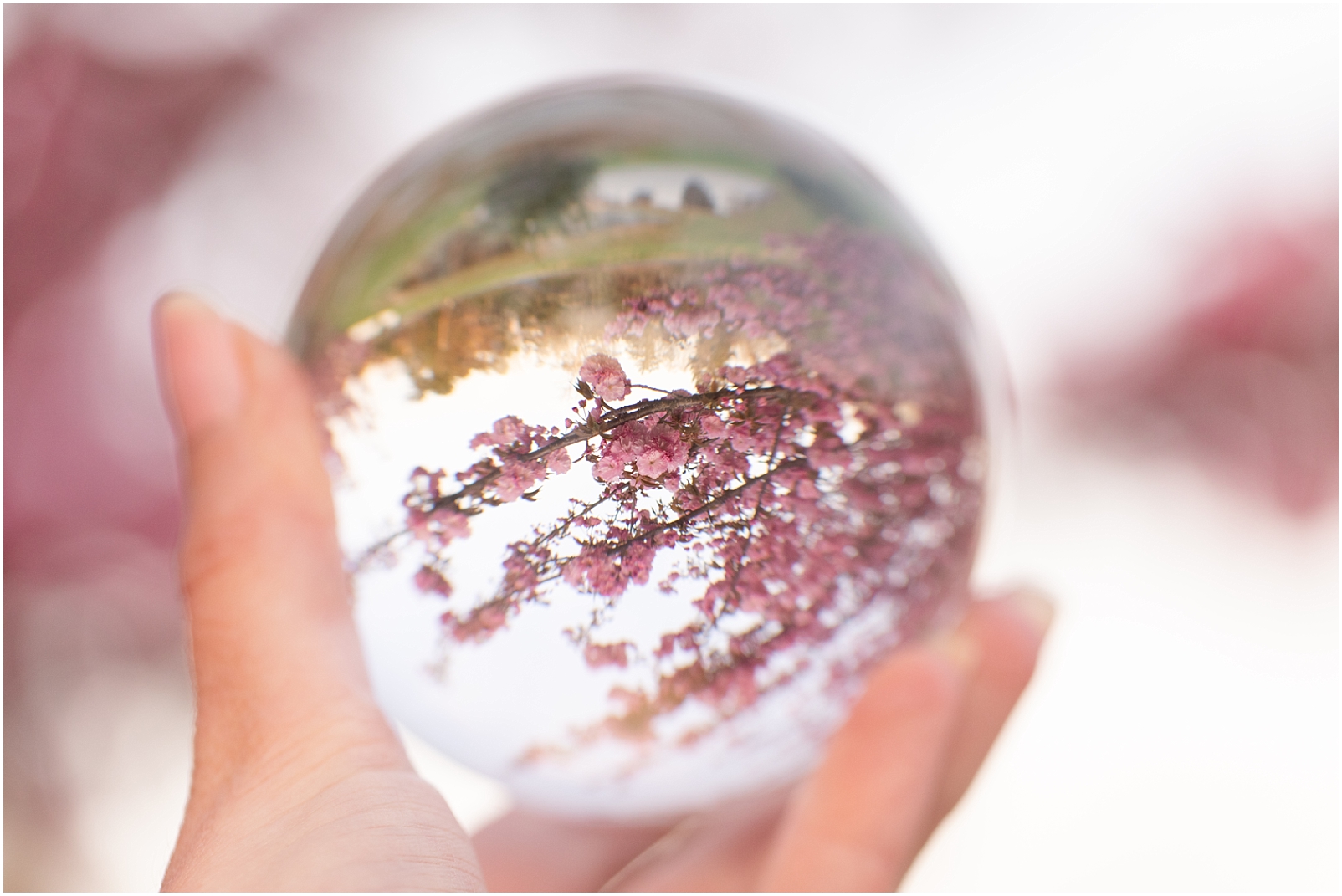 Macro photo of pink cherry blossoms  in a lens ball to represent the serenity of Prenatal Massage - Columbia MD