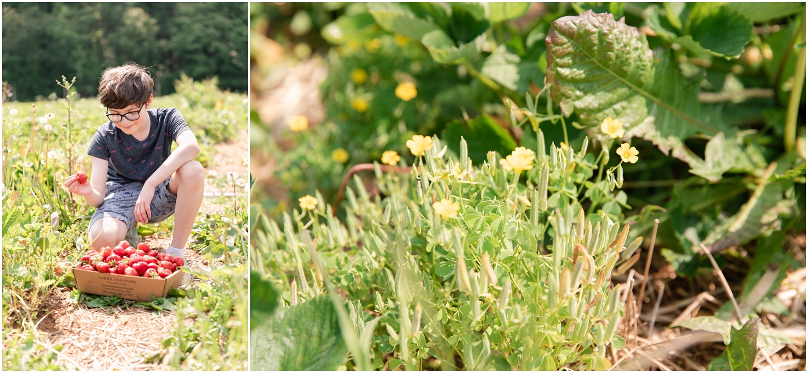 A boy holding a red strawberry in a pick your own strawberry field in Maryland and the yellow flowers growing in the the strawberry field, by Rebecca Leigh Photography