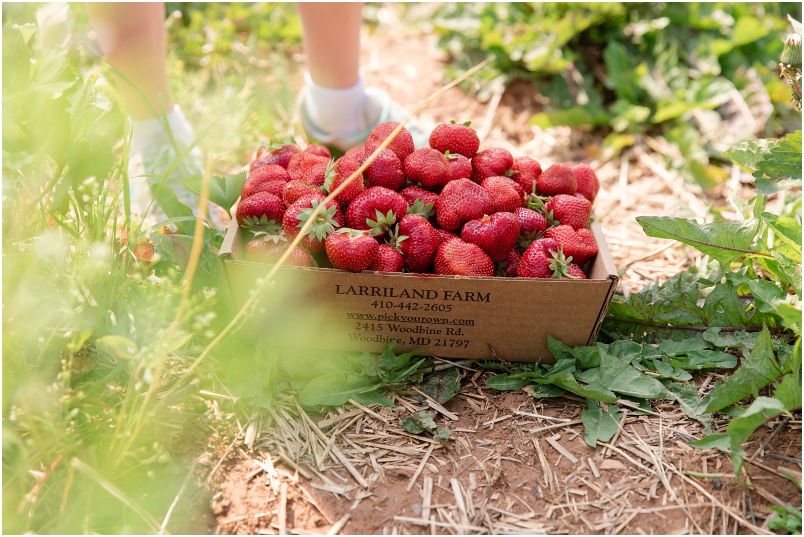 A brown cardboard box filled with red freshly pick strawberries in a field for Strawberry Picking in Maryland 
