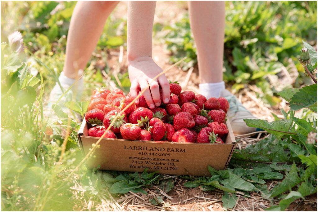A hand reaching into brown cardboard box filled with red freshly pick strawberries in a field for Strawberry Picking in Maryland 

