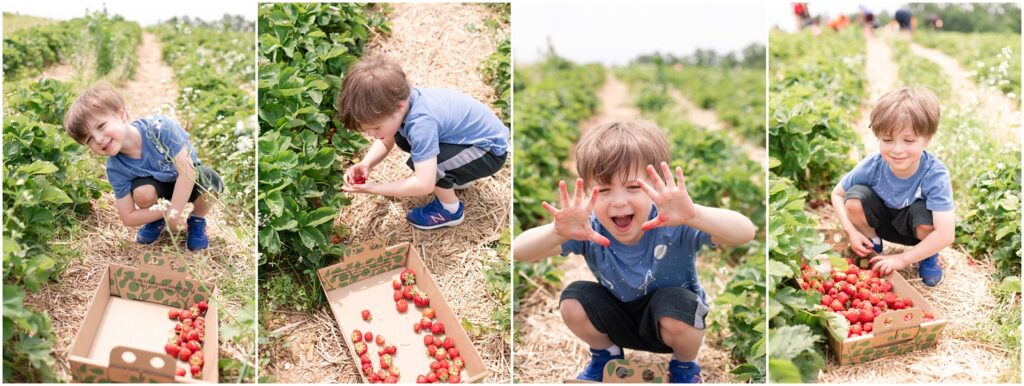 A boy picking strawberries in a strawberry field by Rebecca Leigh Photography